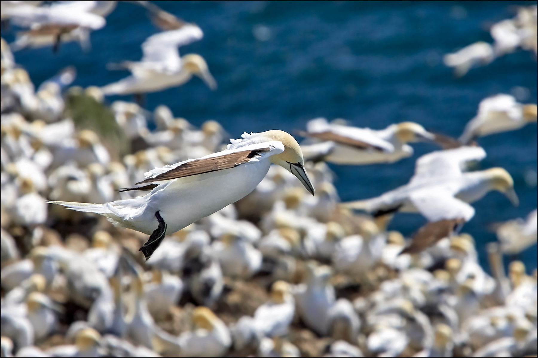 Gannet