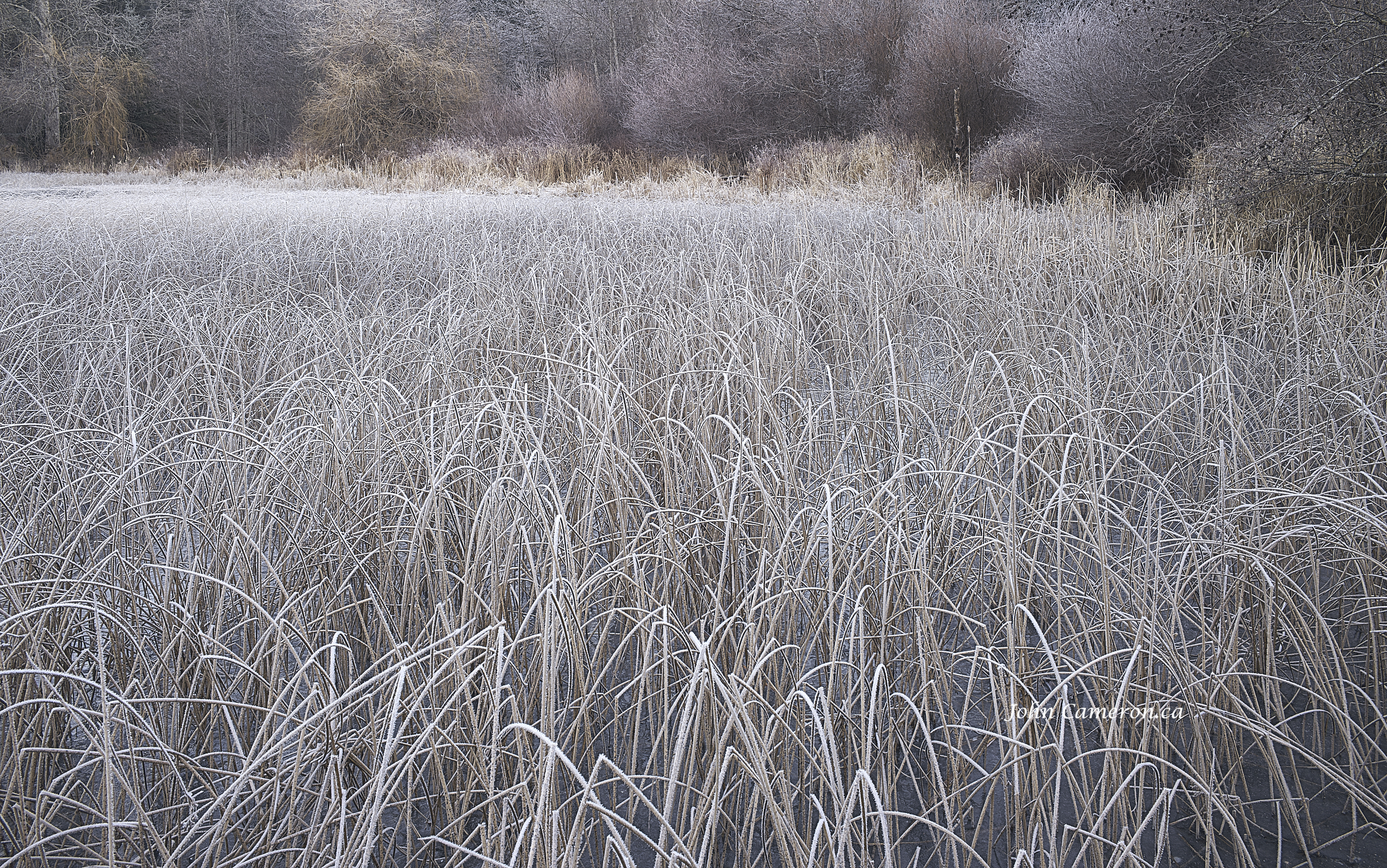 Frost Everywhere